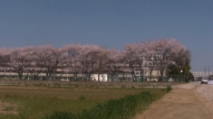 桜Z.jpg